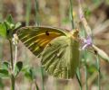 Colias crocea